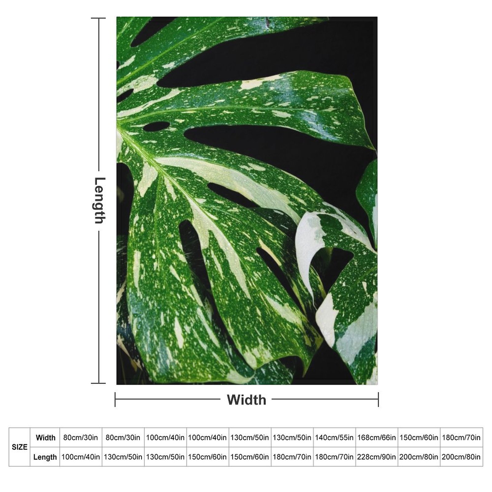 Monstera Thai Constellation Th - Monstera Thai Constellation ulasan dan harga