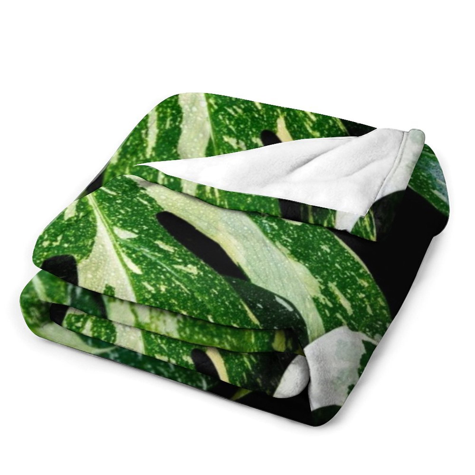 Monstera Thai Constellation Th - Monstera Thai Constellation ulasan dan harga