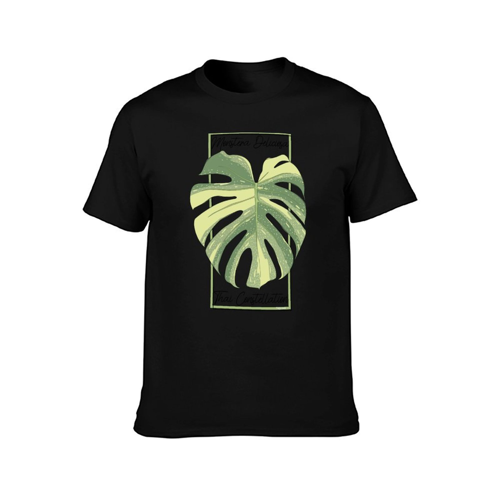 Monstera Thai Constellation Bo - Monstera Thai Constellation ulasan dan harga