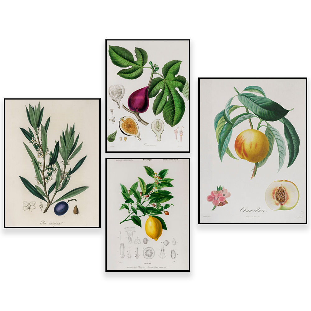 Medical Botany Vintage Illustr - Plant Jackfruit ulasan dan harga