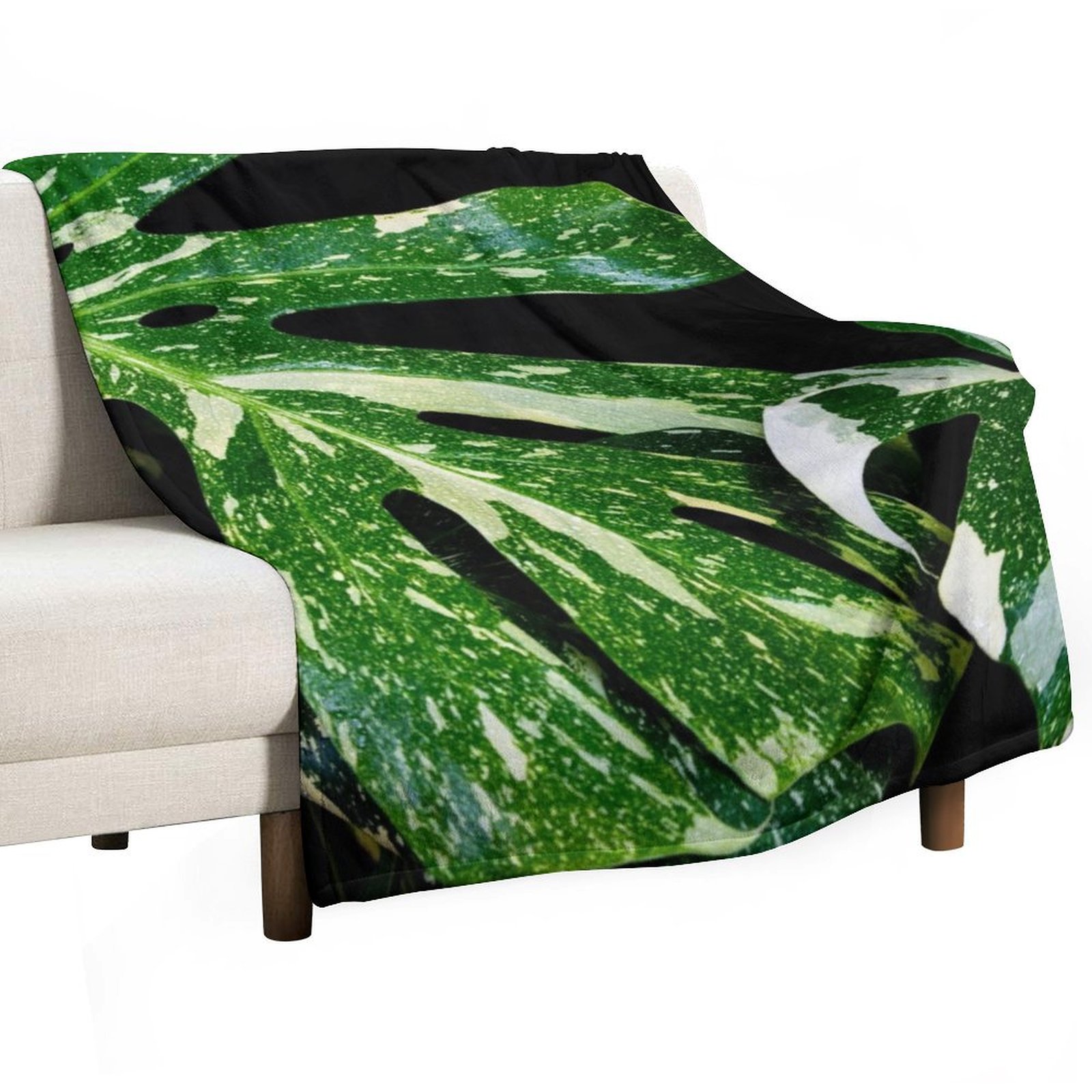 Monstera Thai Constellation Th - Monstera Thai Constellation ulasan dan harga
