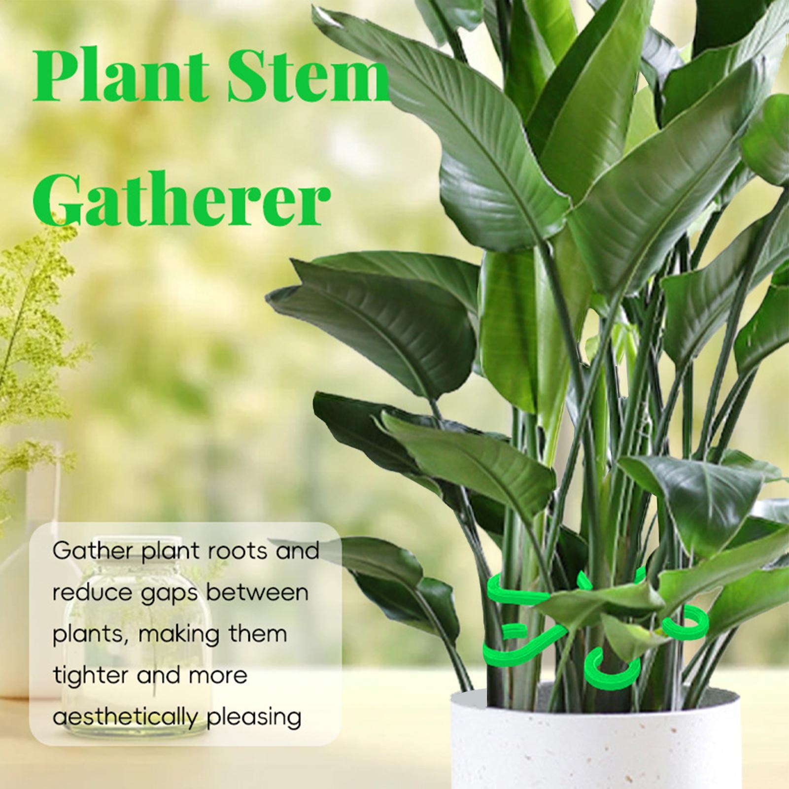 4Pcs Plants Stem Support Clips - Variegated Monstera Node ulasan dan harga